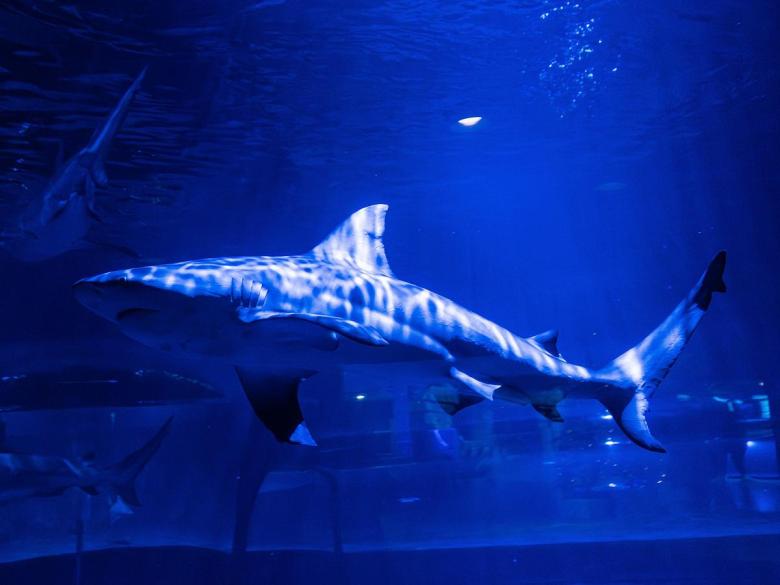 A shark swims inside Oklahoma Aquarium in Jenks in December 2025.