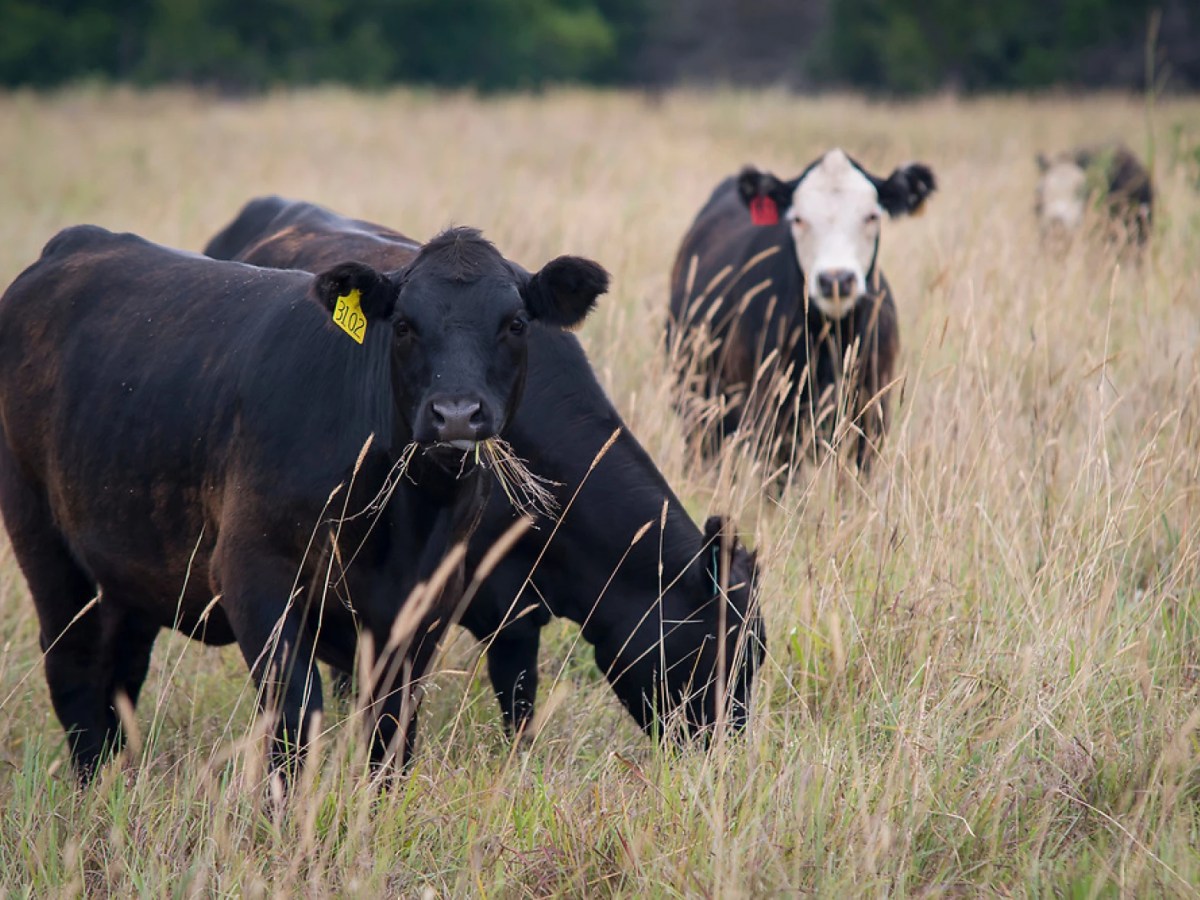 Cattle industry is keeping Oklahoma agriculture economy stronger as neighbors struggle
