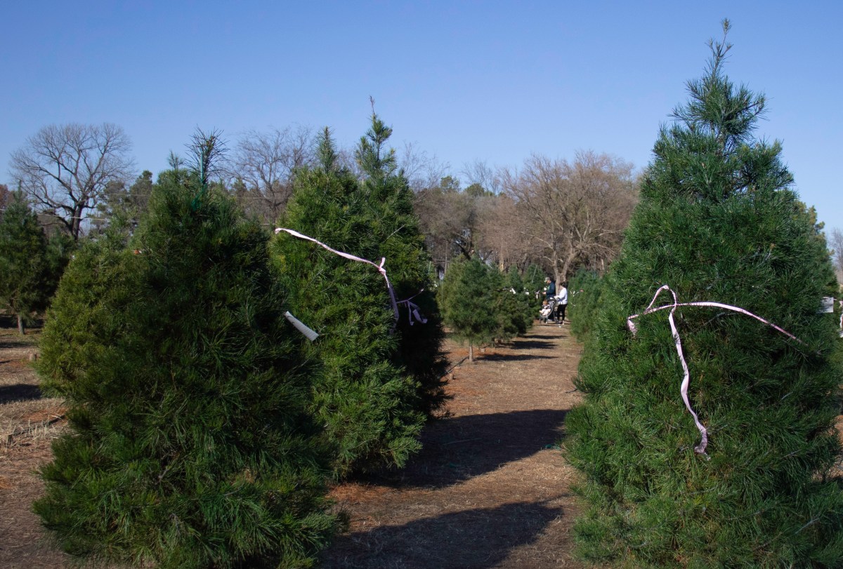 Photo of Christmas trees
