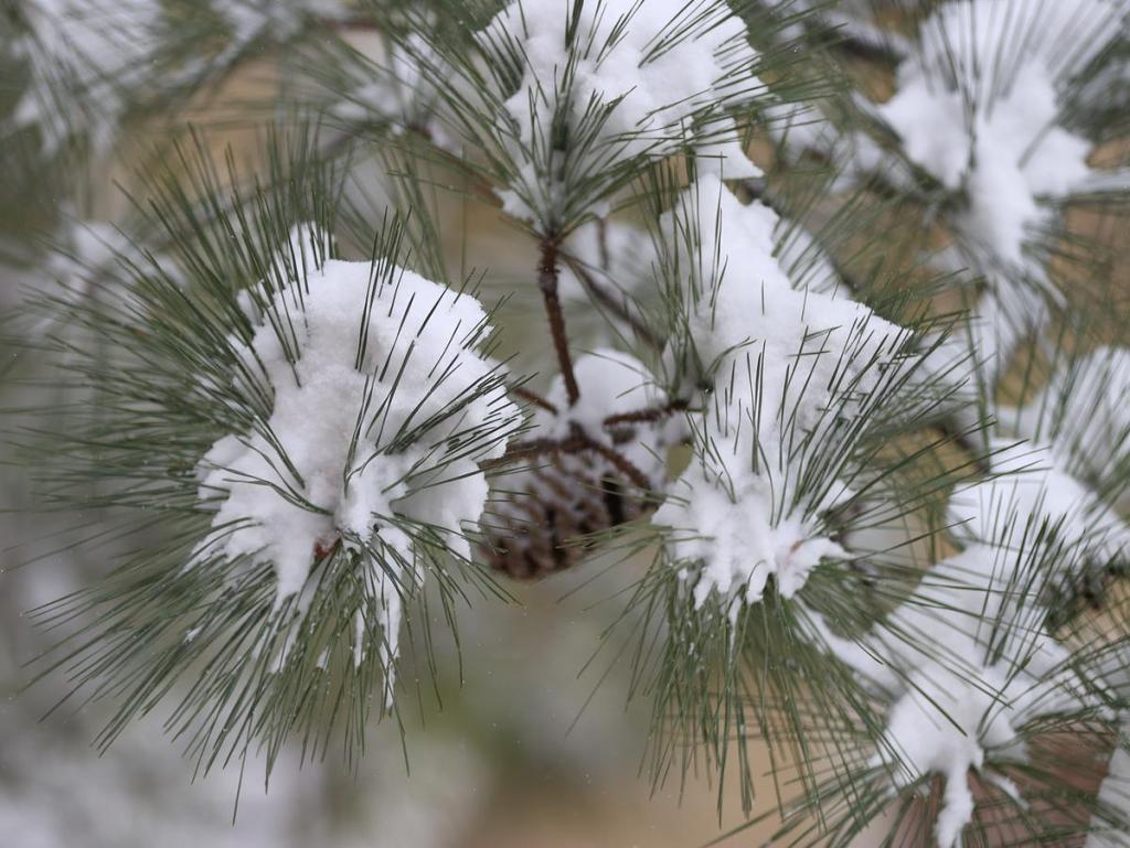 Snow coats pine needles in a tree after a snow storm in Tulsa Jan. 25, 2026.