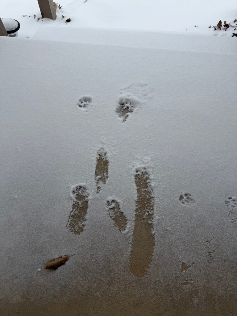 Paw prints mark the snow in this picture taken near 61st and Sheridan in south Tulsa.
