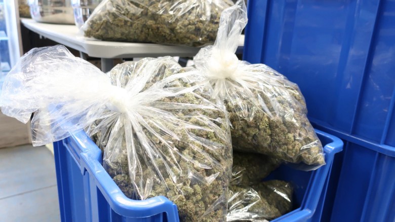 Bags of cannabis sit in crates in a Tulsa-based warehouse.