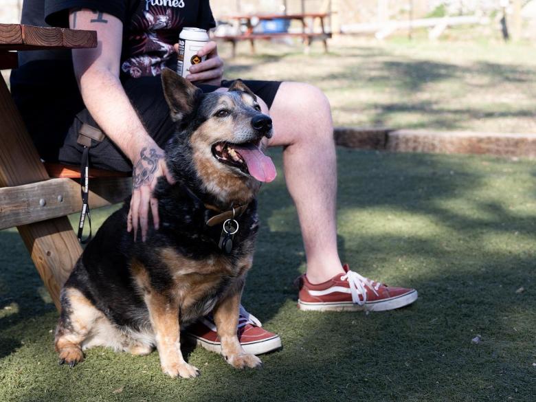 Apollo and his owner unwind at Tails & Ales on March 26, 2026.