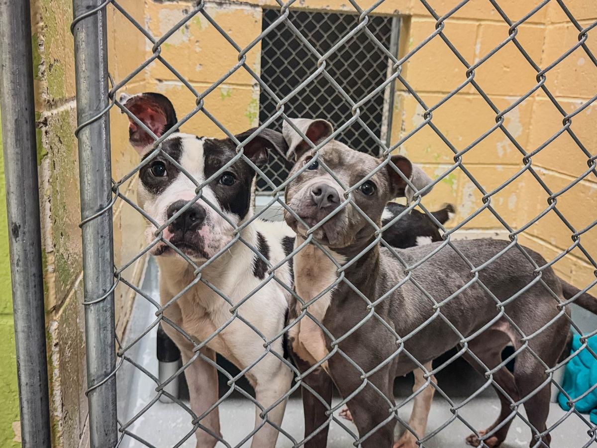 Puppies double up in kennels in the Tulsa Animal Shelter that is over capacity, with intakes exceeding adoptions.
