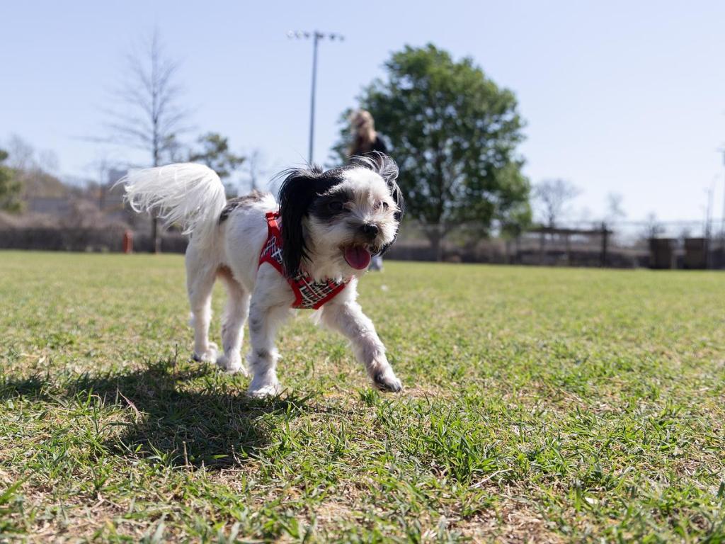 Kiddy, a Maltese/Shih Tzu, enjoys Joe Station Bark Park, 2279 Charles Page Blvd.