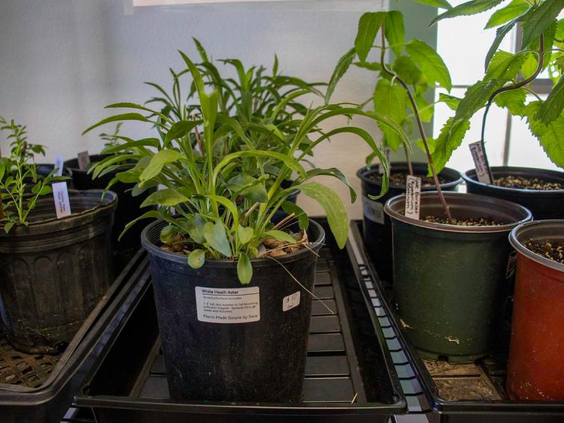 Green thumb? Here are 10 affordable native plants for Tulsa gardens this summer.