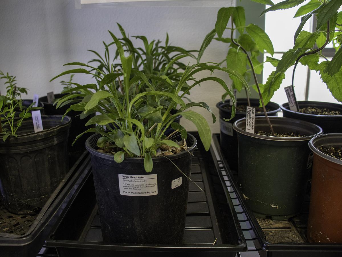 An white heath aster was for sale at Across the Prairie & Friends: Native Plants & More near 14th and Harvard, April 7, 2026. Planting native species could help gardeners save on fertilizer and water costs.