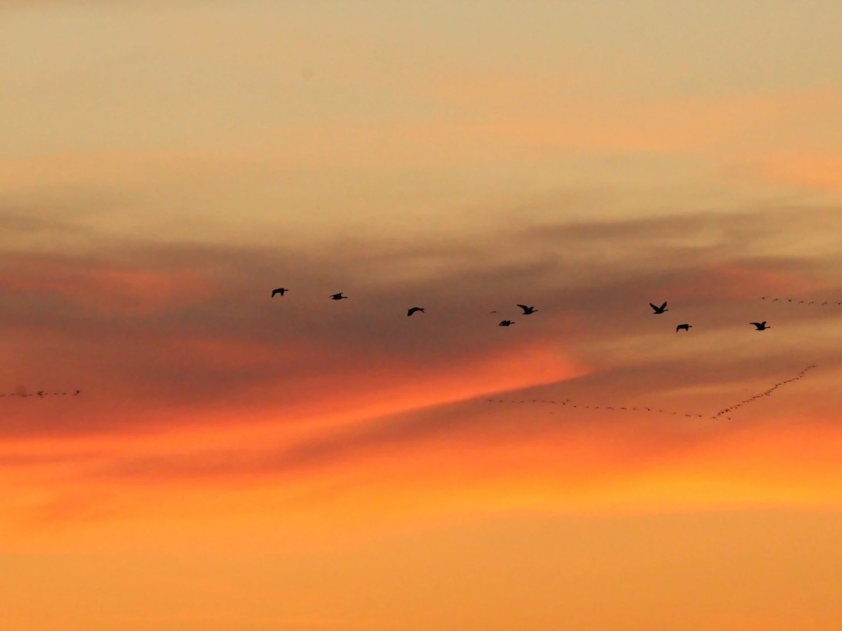 As millions of birds migrate through Oklahoma, experts urge residents to turn out the lights