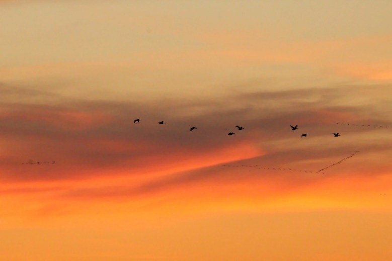 Birds migrate at sunset.
