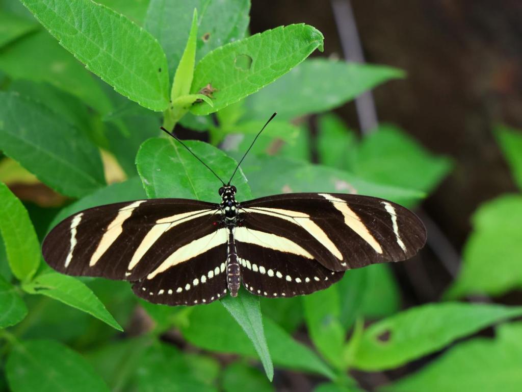 A zebra longwing butterfly begins life at Euchee Butterfly Farm in Bixby on May 21, 2026. 