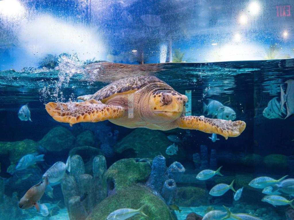 The Oklahoma Aquarium hosts a loggerhead sea turtle in their 58,000-gallon exhibit.