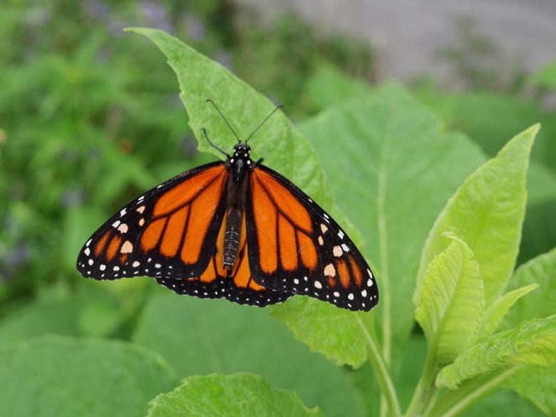 A monarch butterfly begins life at Euchee Butterfly Farm in Leonard. The nonprofit provides educational tours of its operations.