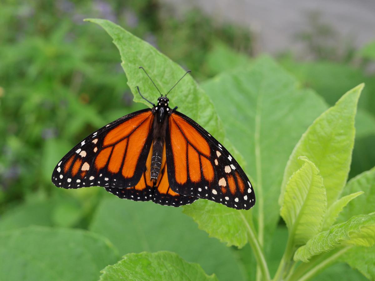 Oklahoma butterfly farm wants to save the monarchs — and give tribal citizens job training along the way