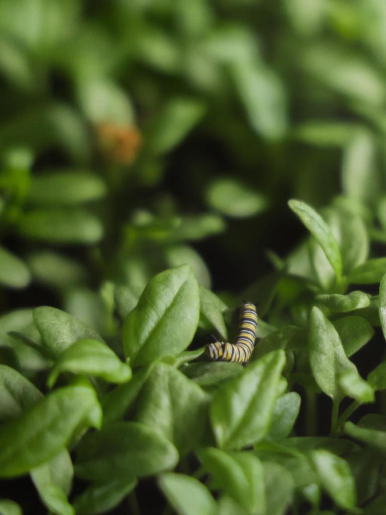 A monarch caterpillar that will soon become a butterfly at Euchee Butterfly Farm as seen during a tour on May 21, 2026. 