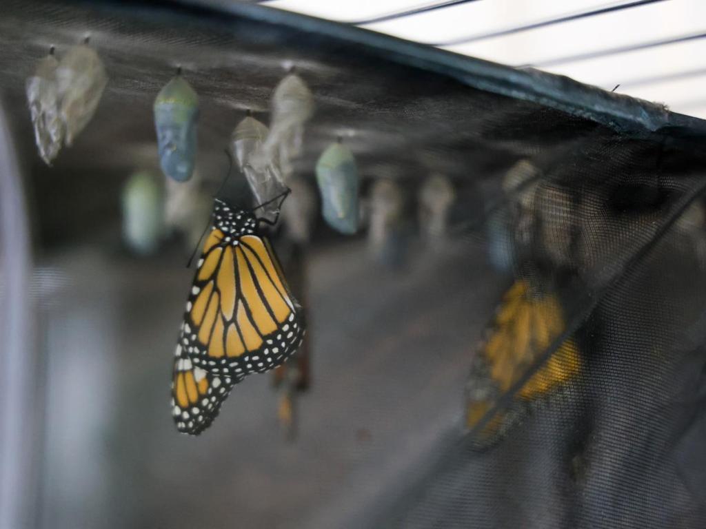 Monarch butterflies have just emerged from their chrysalises, the process that is called eclosion, on May 21, 2026, in Leonard.