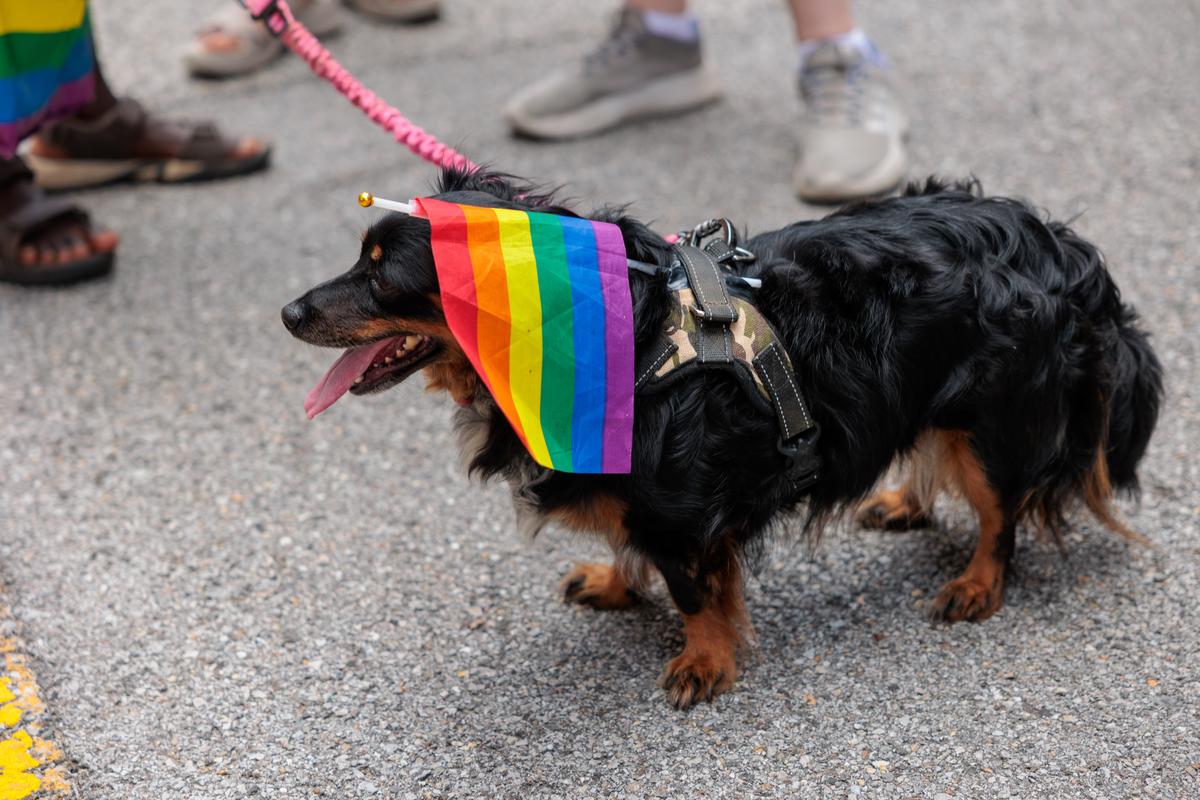 A dog sports a Pride flag at Elote Pride Festival Sunday, June 28, 2026