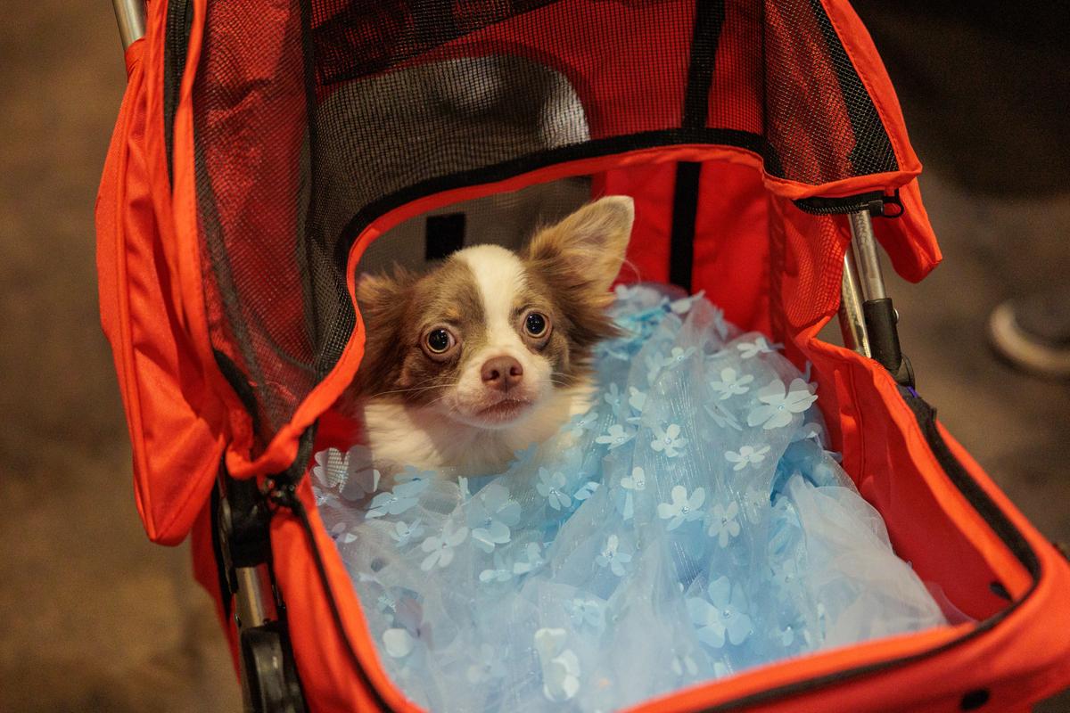 A participant in the "Drag Your Dog" Parade at Elote Pride Festival Sunday, June 28, 2026.