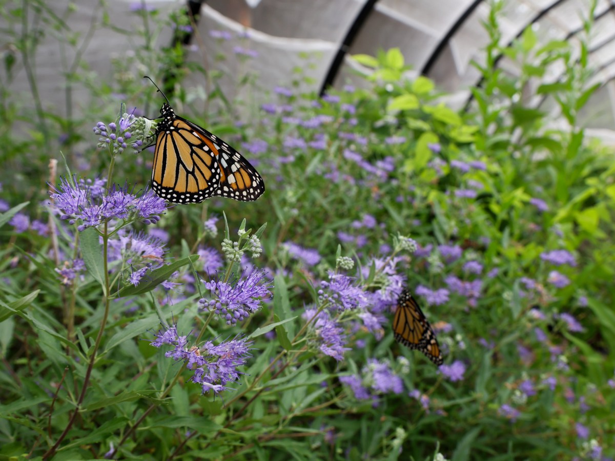 Want to help Oklahoma weather the impact of extreme heat? Try growing more native plants. 